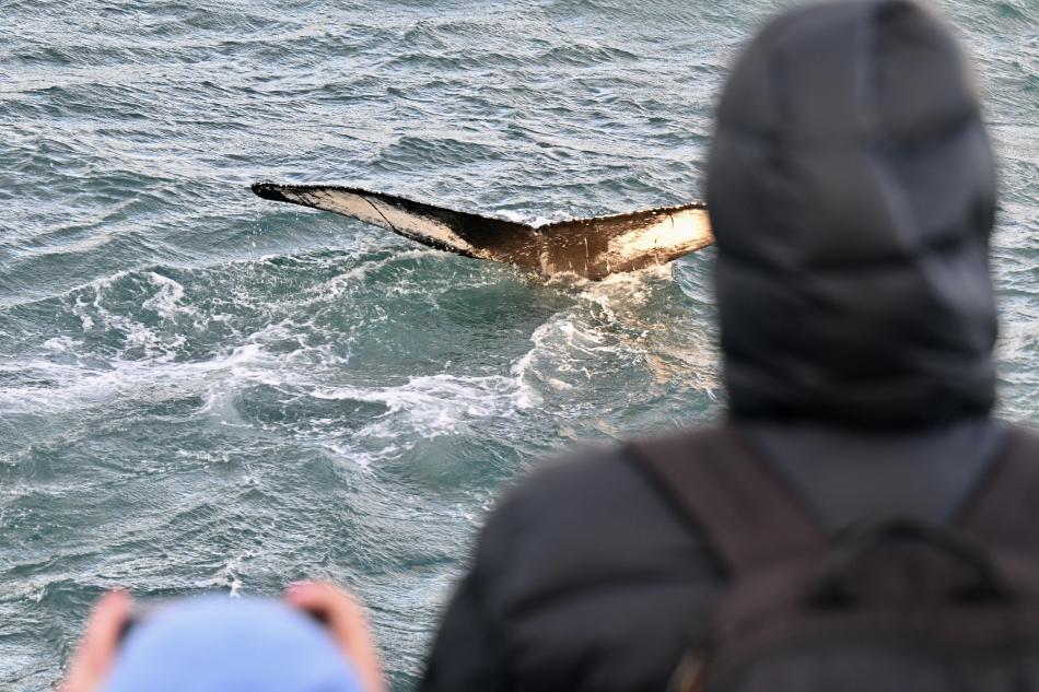 humpback whale close to boat
