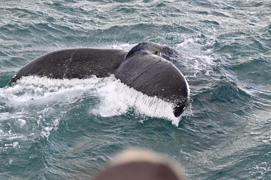 humpback whale fluke