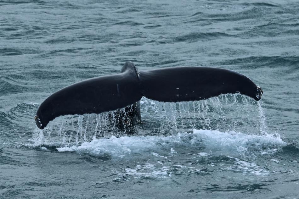 humpback whale fluke