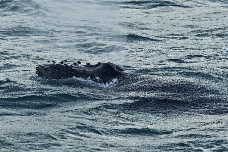 humpback whale rostrum