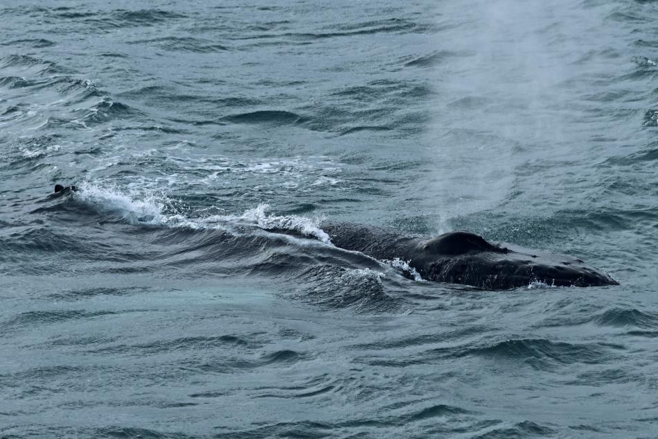 humpback whale