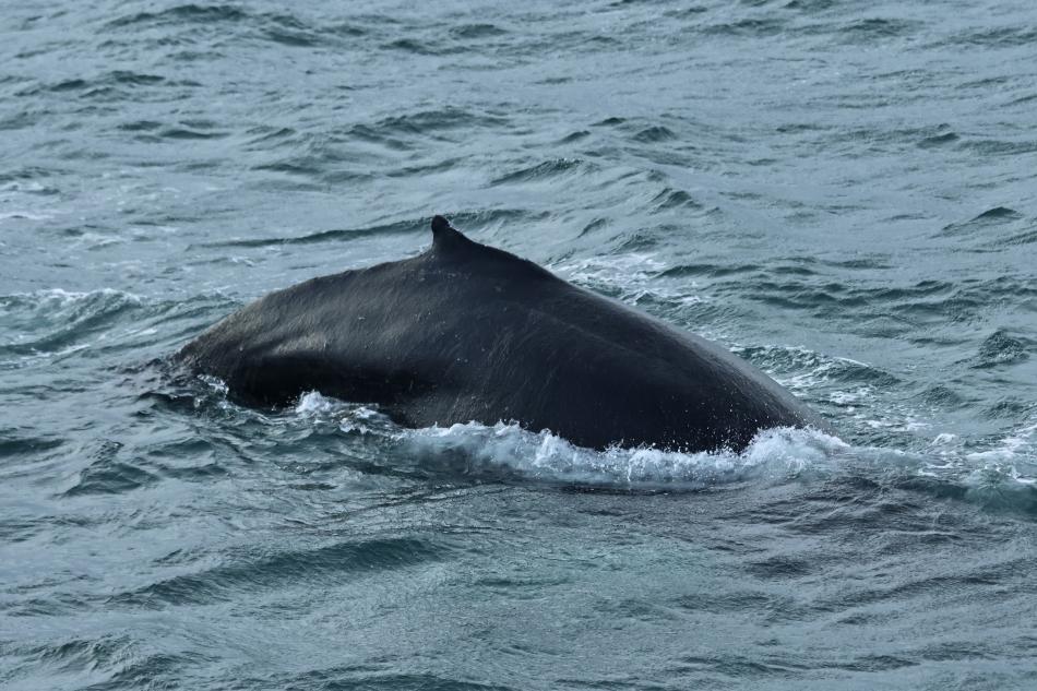 humpback whale dorsal fin