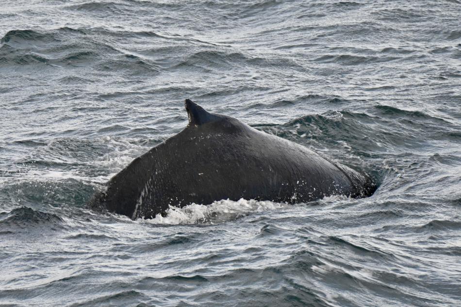 humpback whale dorsal fin