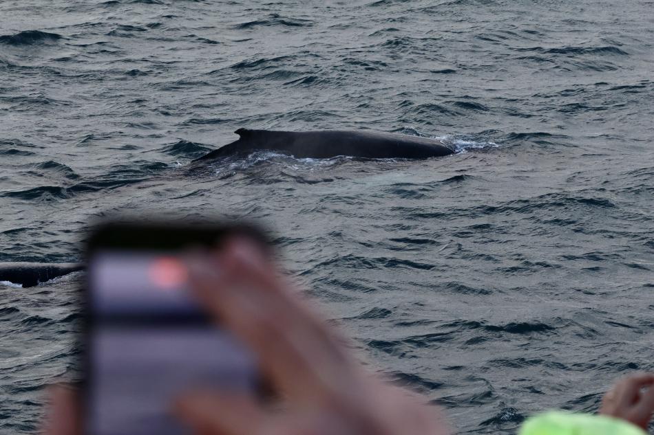 humpback whale being photographed