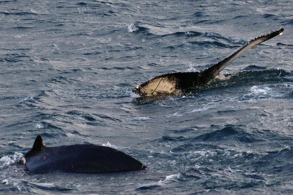 humpback whales surface together