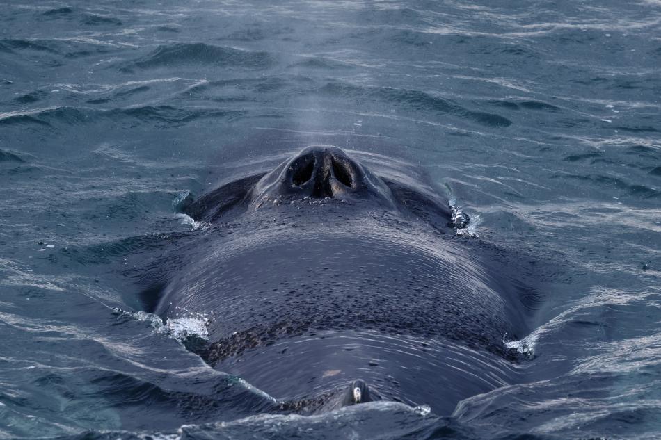 humpback whale nostrils