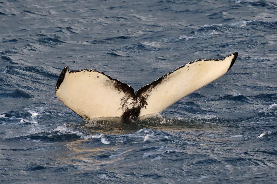 humpback whale fluke