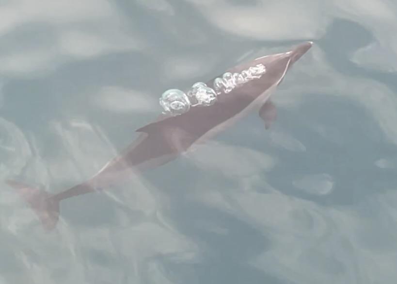 common dolphin reykjavik iceland