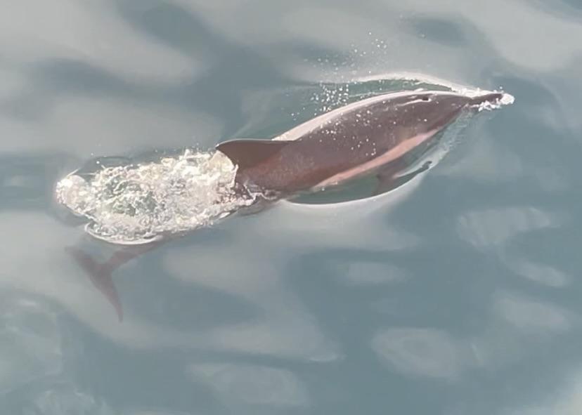 common dolphin reykjavik iceland