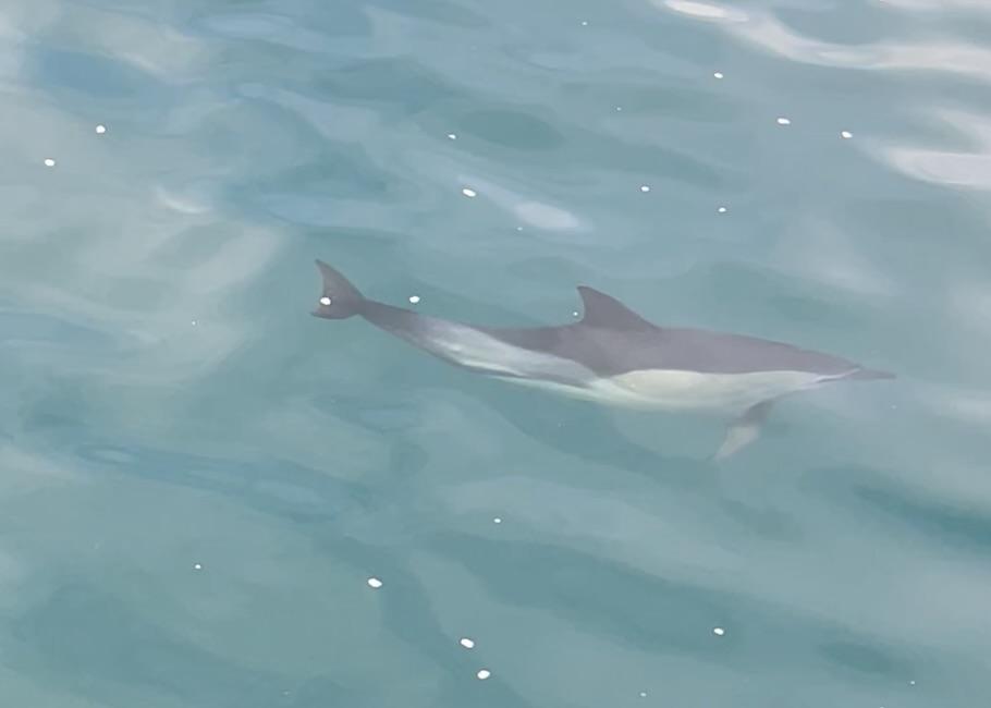 common dolphin reykjavik iceland