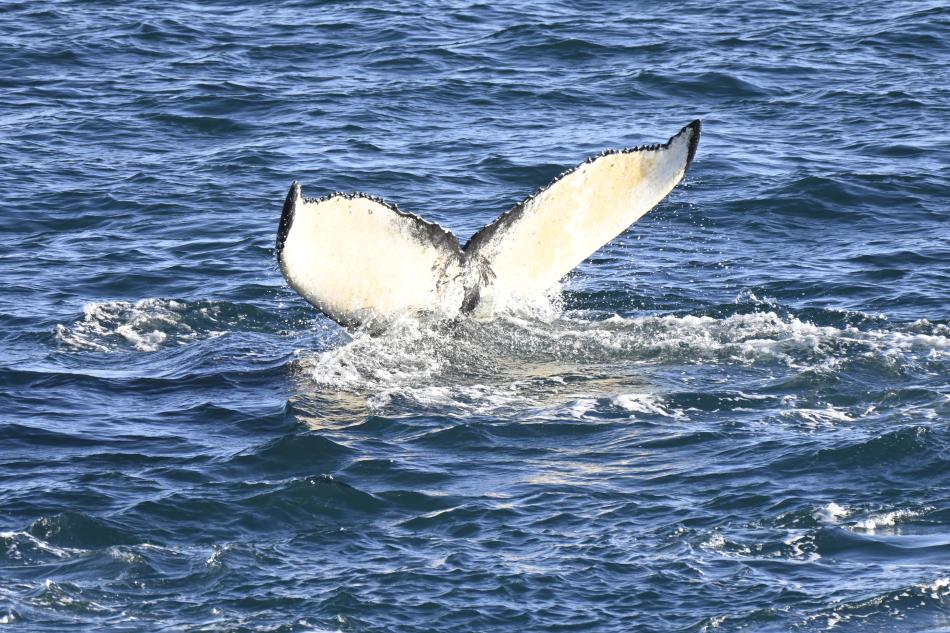 20th feb - Humpback Whale 