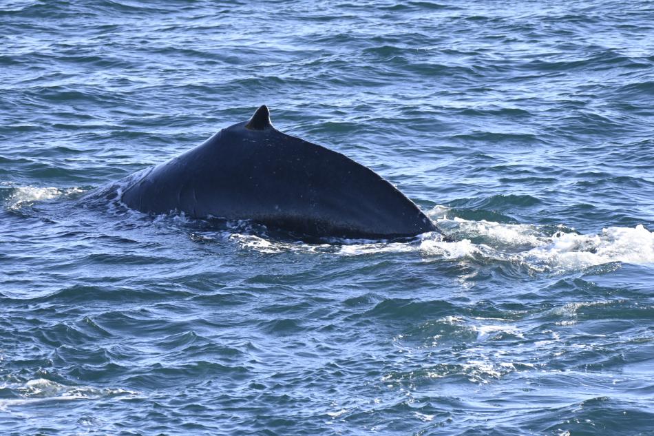 20th feb - Humpback Whale