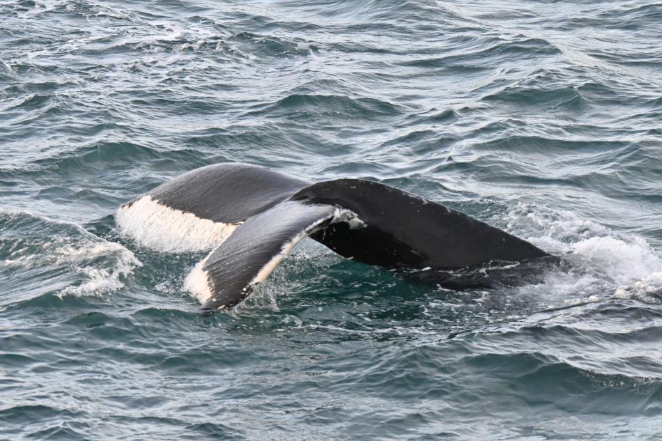 humpback whale fluke