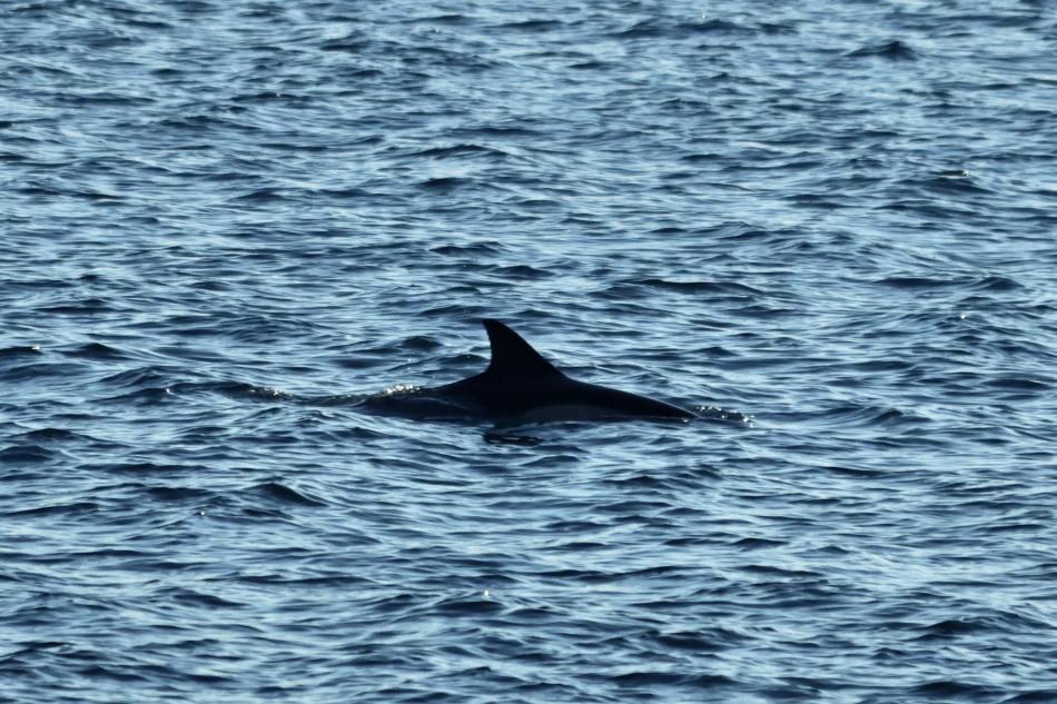 common dolphin reykjavik iceland
