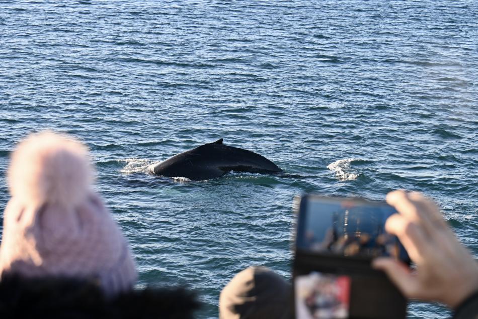 humpback whale close to boat and passengers