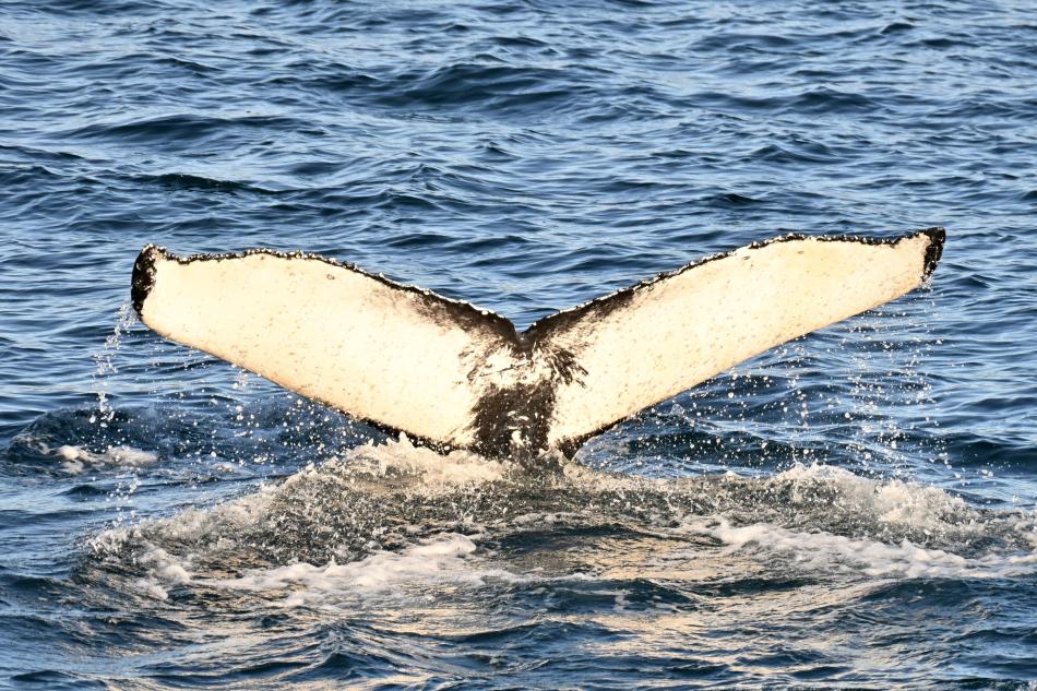 humpback whale fluke