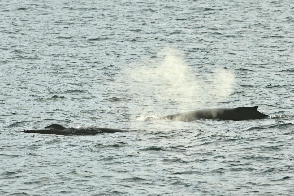 humpback whale surface together