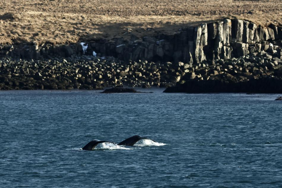 humpback whale surface near land