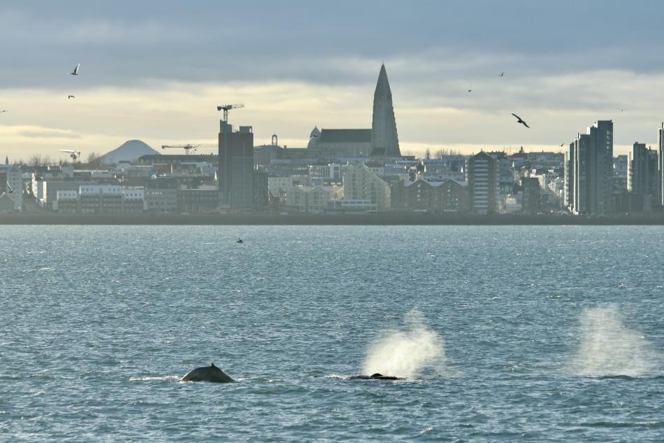 humpback whales surface in front of Reykjavik skyline
