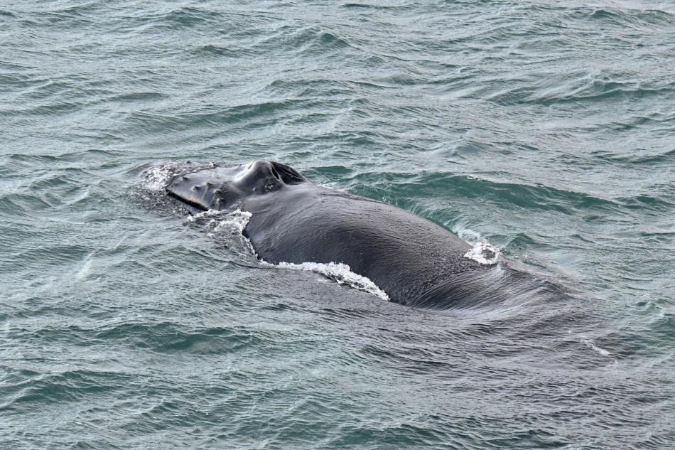 humpback whale