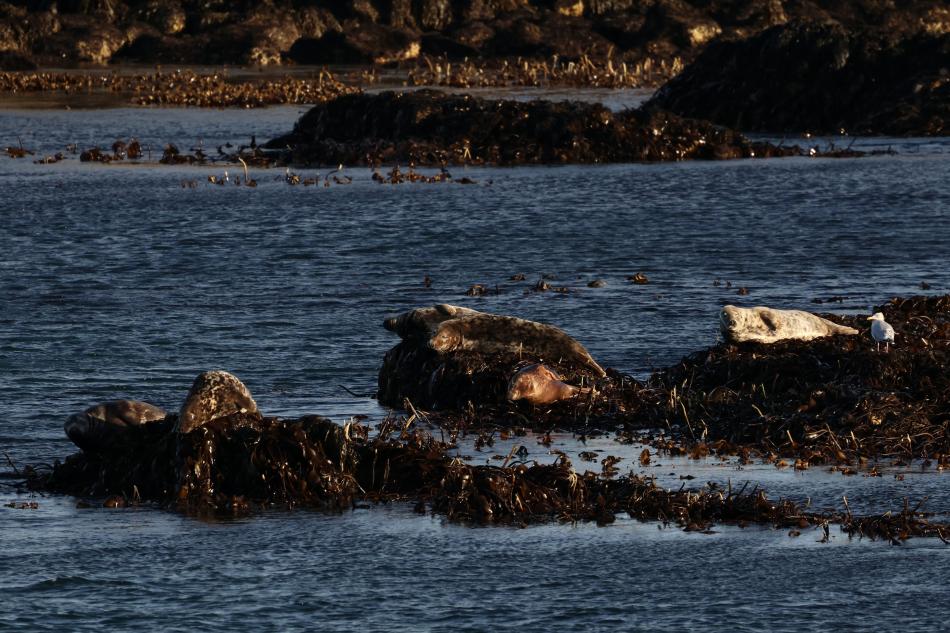 sunbathing grey seals