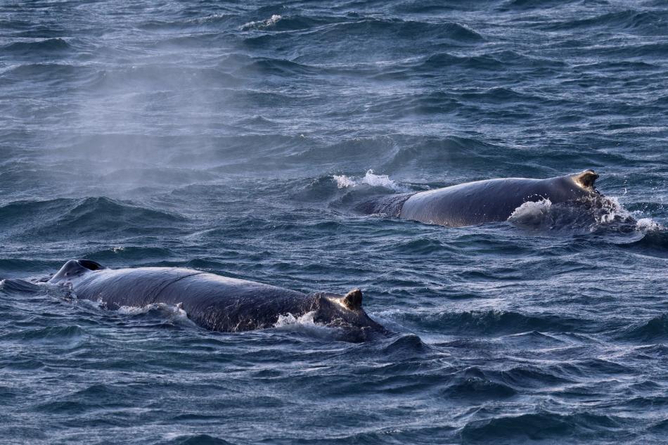 humpback whales