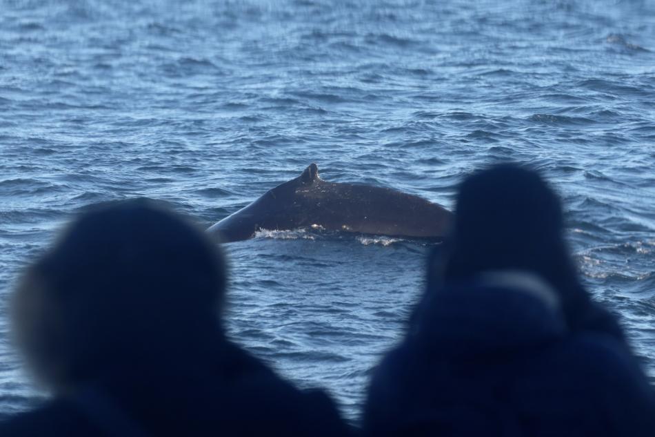 humpback whale between whale watchers