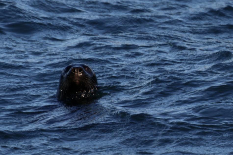 grey seal