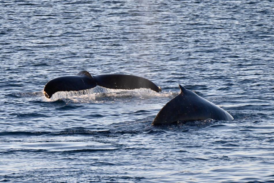 humpback whales