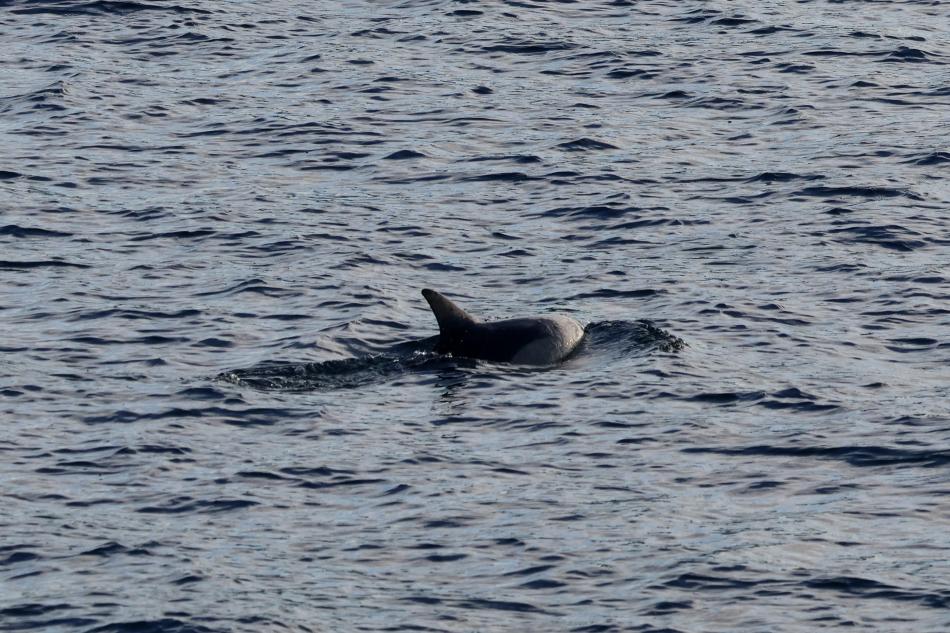 common dolphin reykjavik iceland