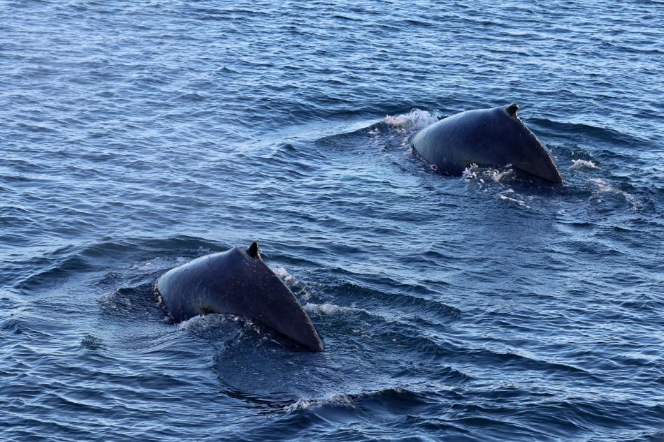 humpback whales