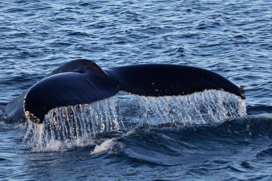 humpback whale fluke