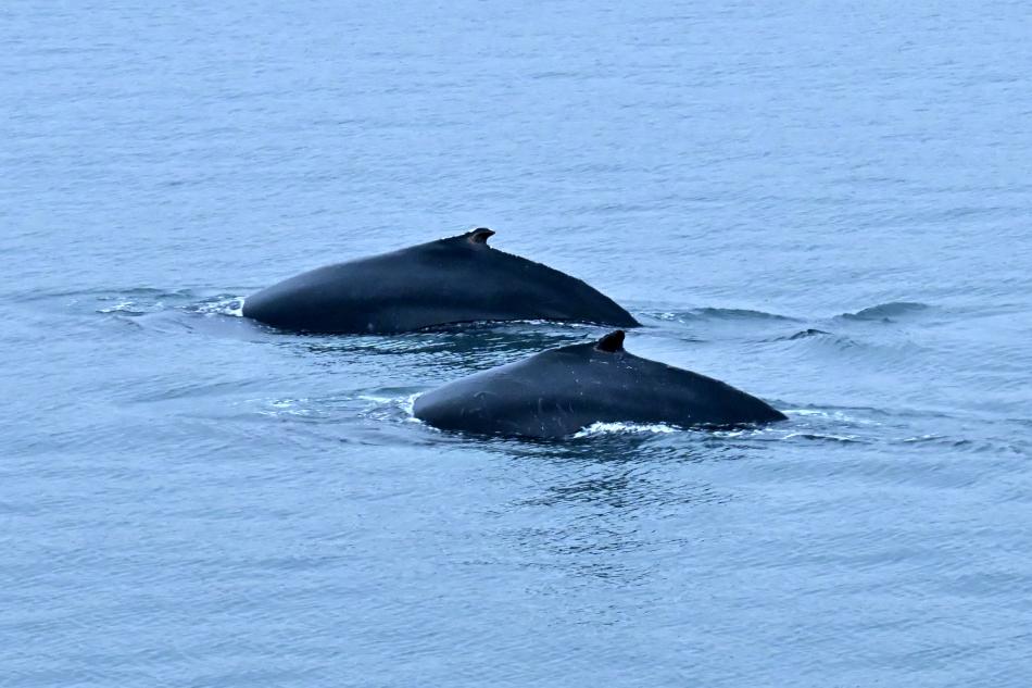 humpback whales