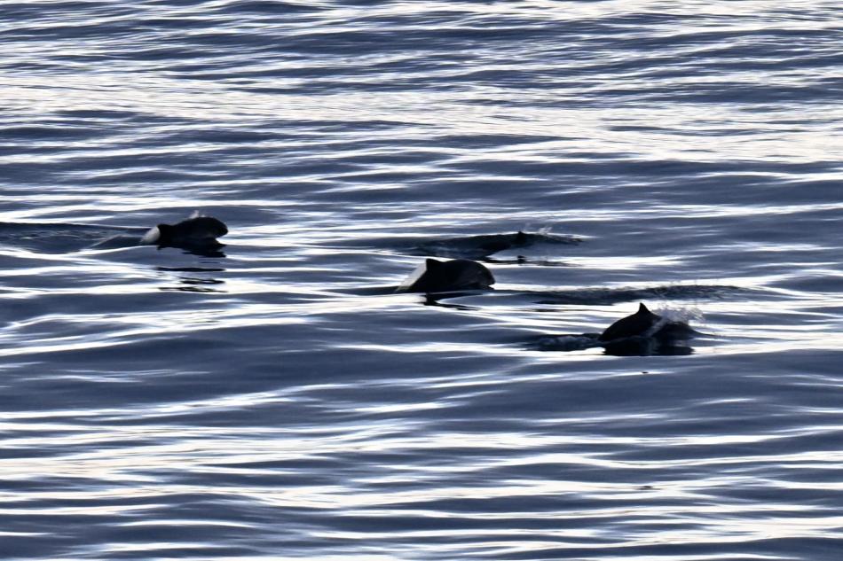 harbour porpoises