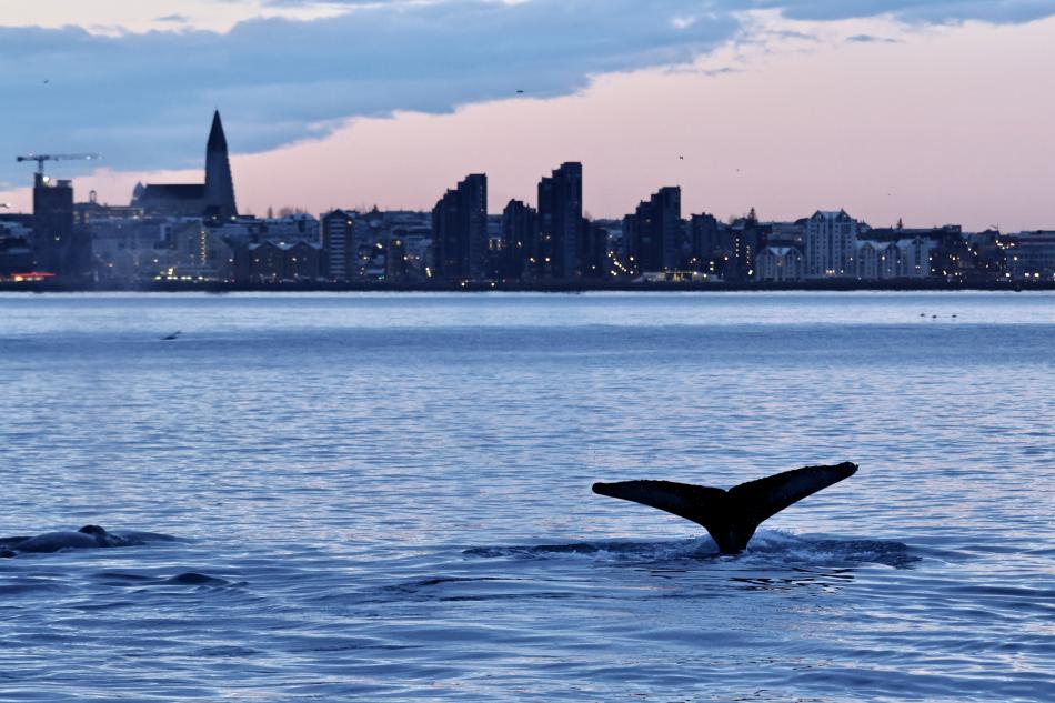 humpback whale at sunrise next to reykjavik skyline