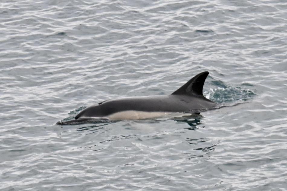 common dolphin reykjavik iceland