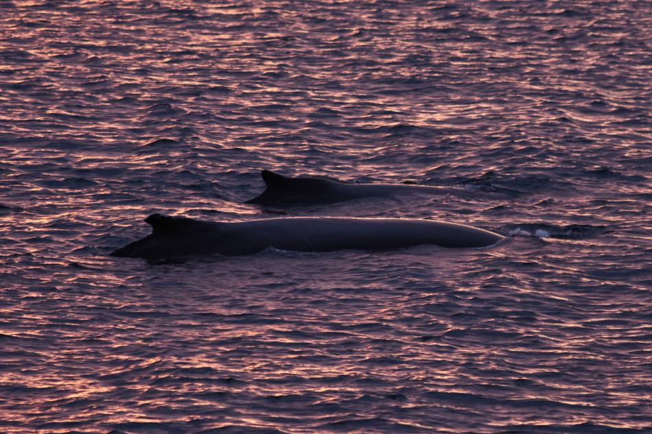 humpback whales at sunrise