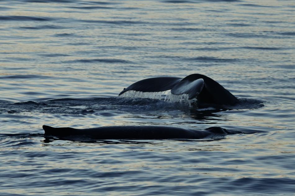 humpback whales