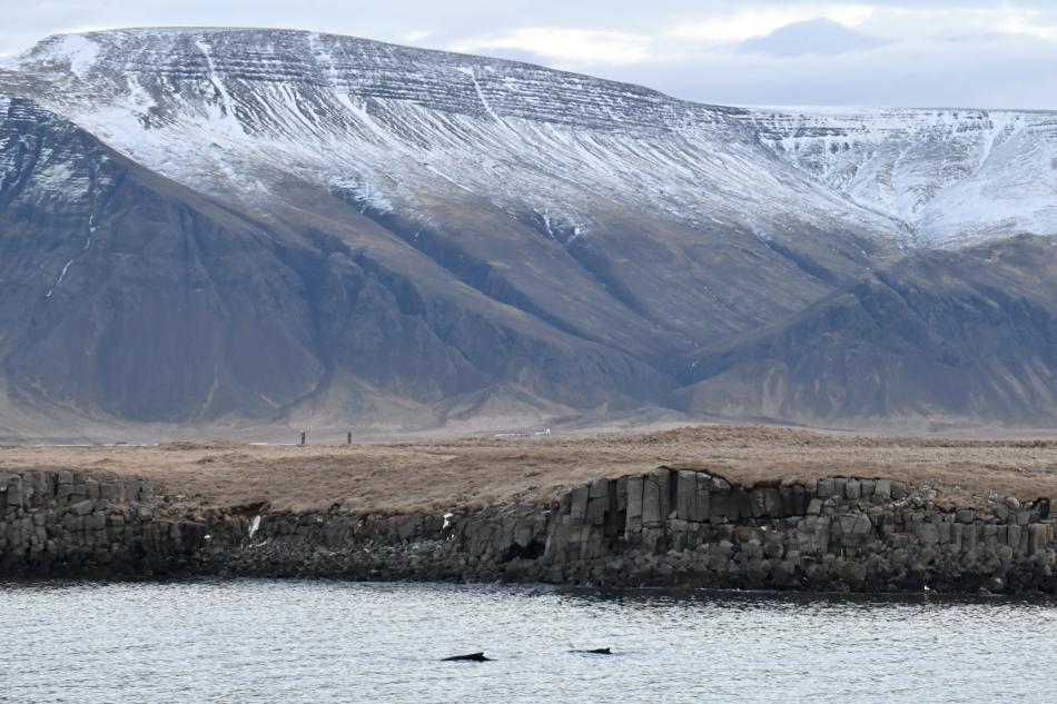 humpback whales near land