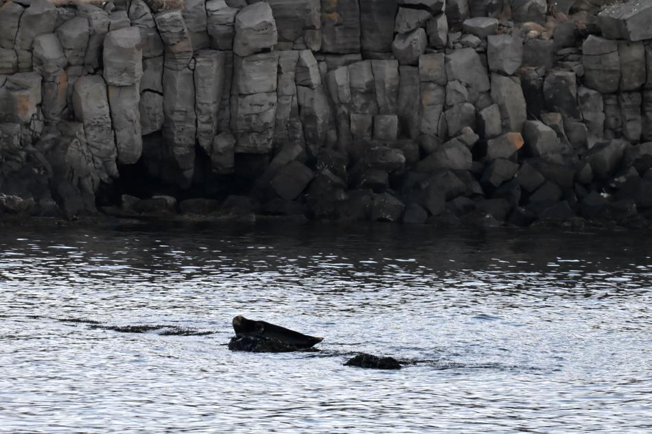 seals resting on rocks