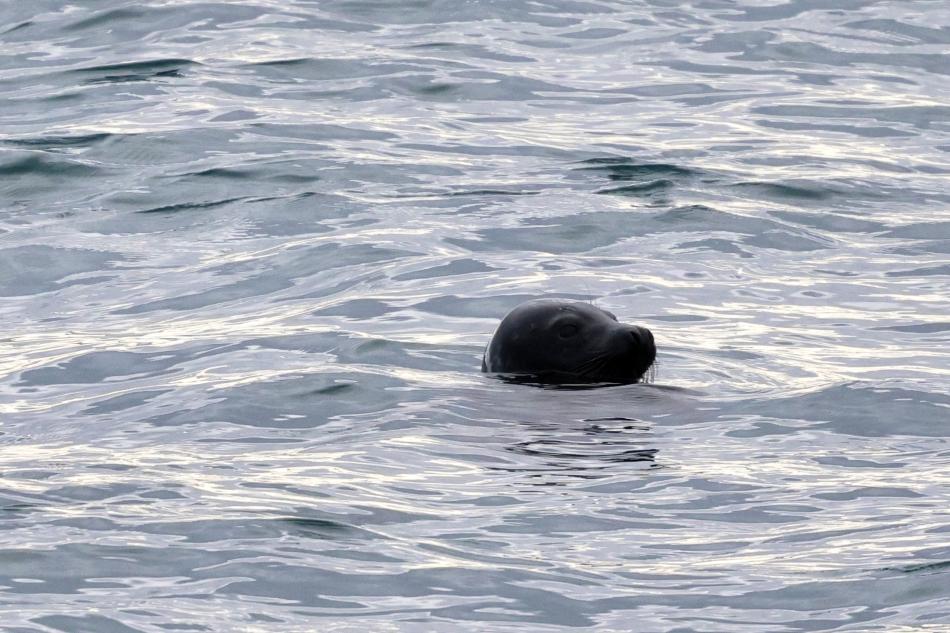 seal popping its head out