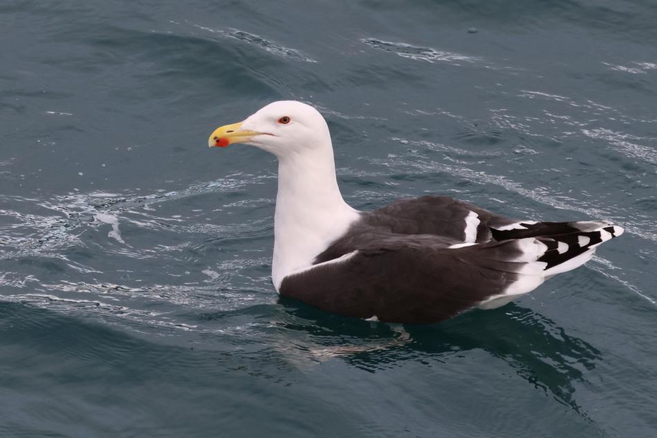 seagull floating on the sea surface