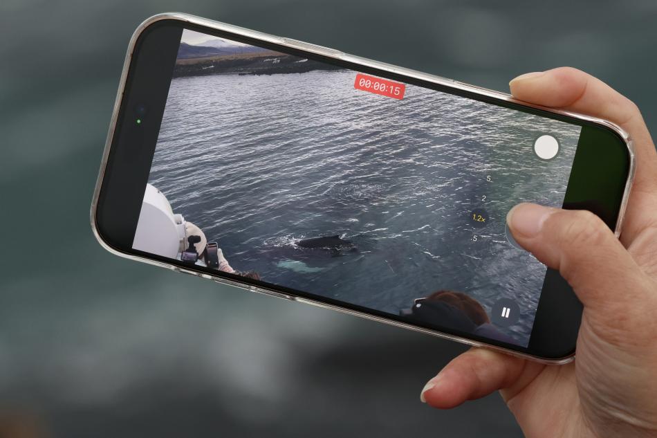 whales being filmed on phone
