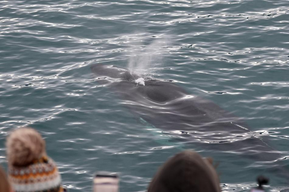 humpback whale near boat