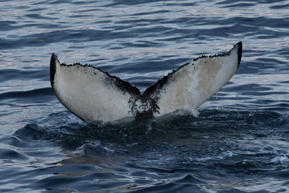 humpback whale fluke