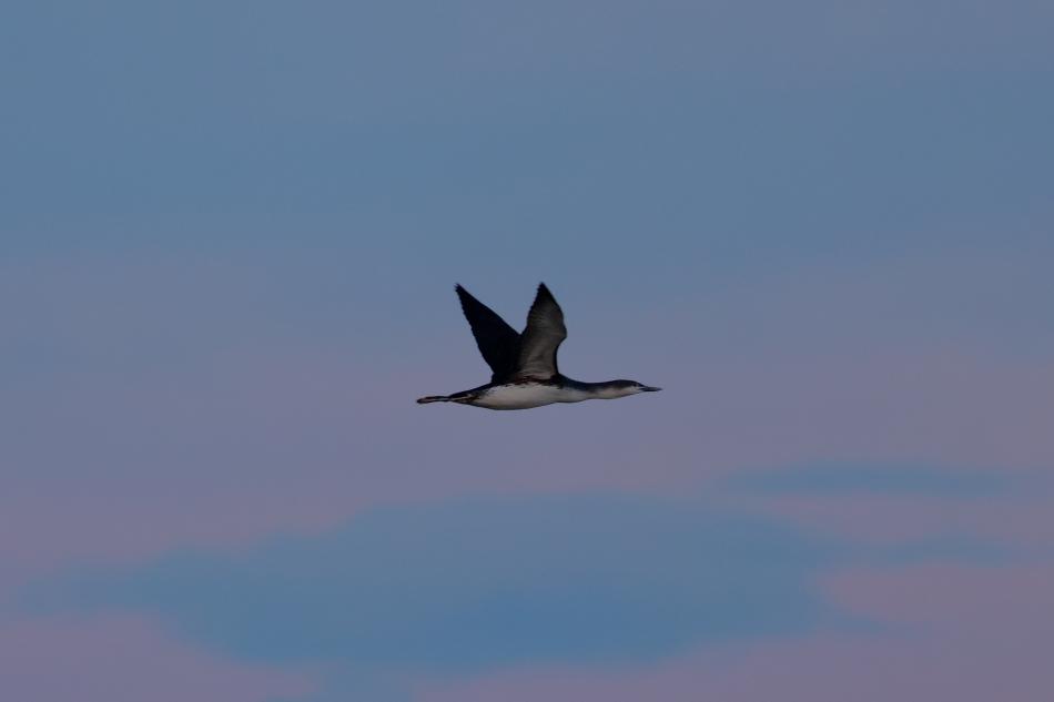 bird flies in the pastel pink and blue sky