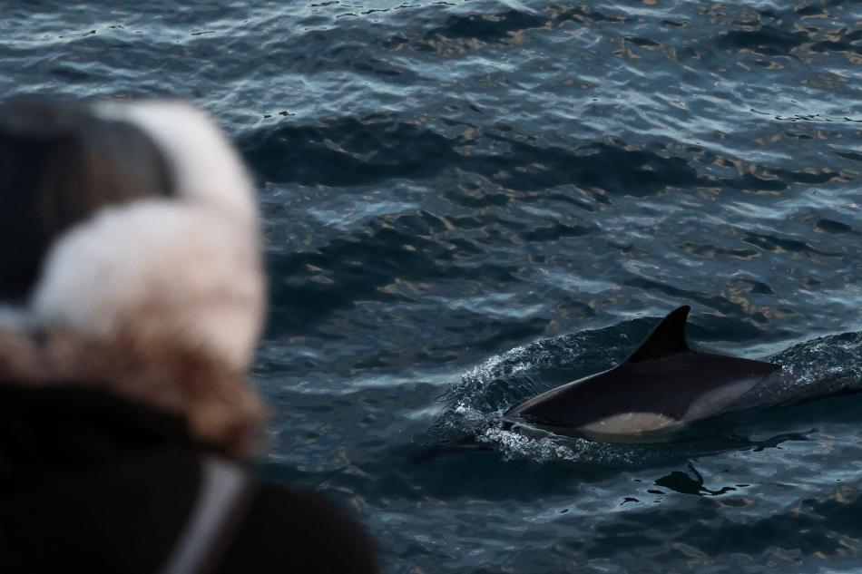 passenger watches common dolphin from boat