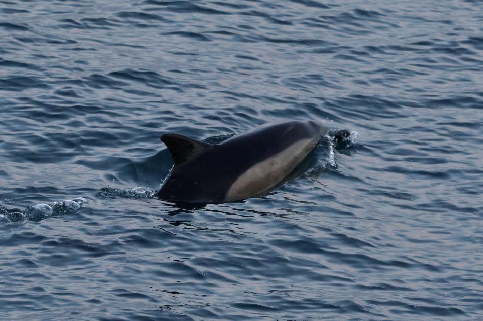 common dolphin reykjavik iceland