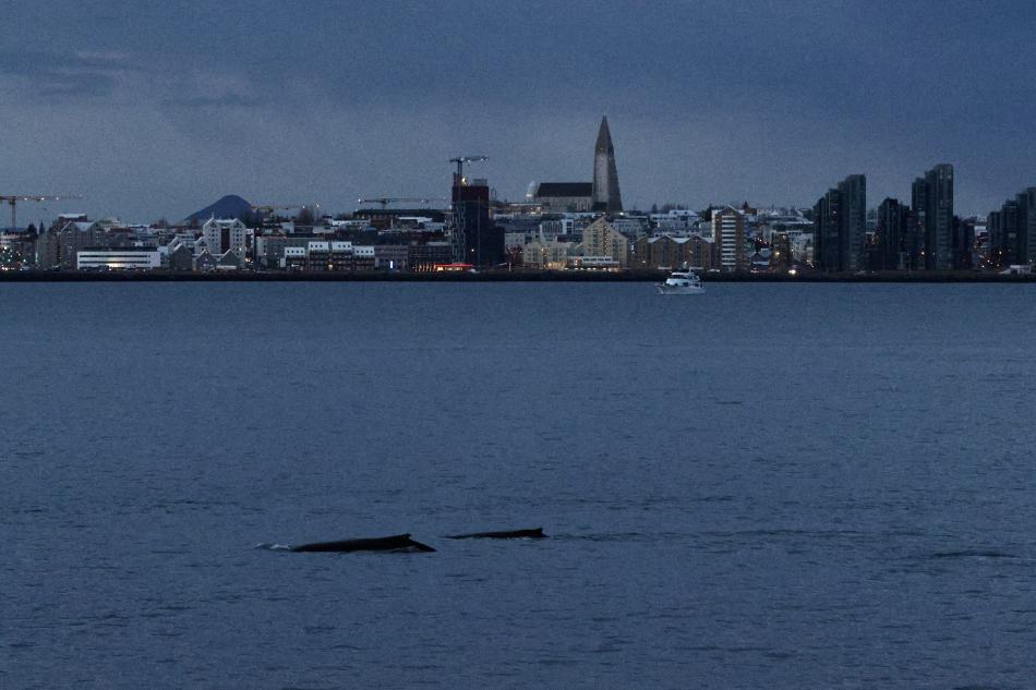humpback whales near Reykjavik city