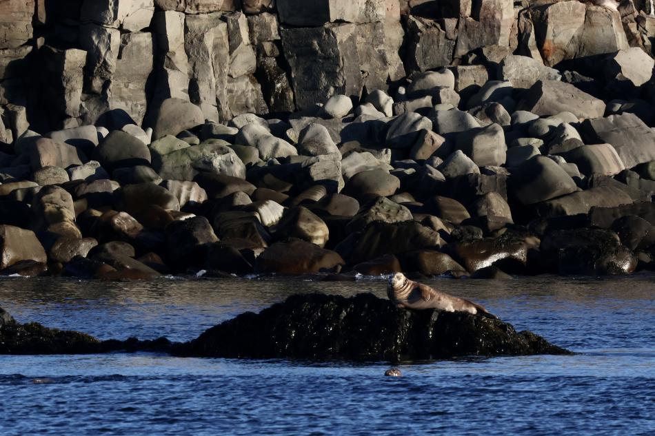 seals resting on rocks